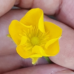 Ranunculus macrophyllus