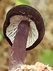 Entoloma violaceum