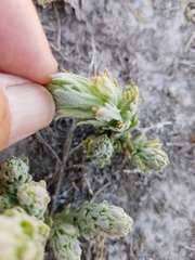 Chloropyron palmatum