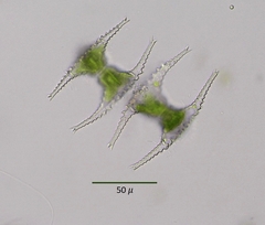 Staurastrum longibrachiatum