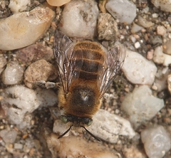 Anthophora quadrimaculata