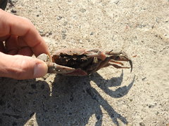 Zilchiopsis collastinensis