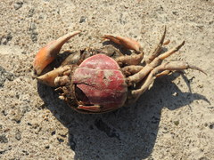 Zilchiopsis collastinensis