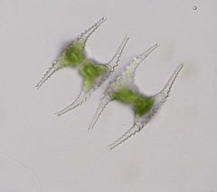Staurastrum longibrachiatum