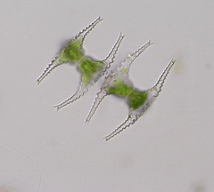 Staurastrum longibrachiatum