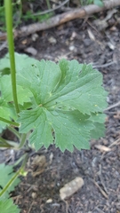Ranunculus macrophyllus
