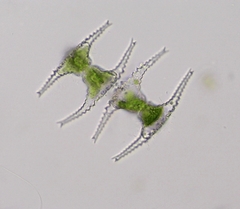 Staurastrum longibrachiatum