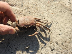 Zilchiopsis collastinensis