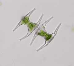 Staurastrum longibrachiatum