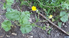 Ranunculus macrophyllus