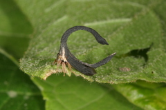 Cladonota luctuosa