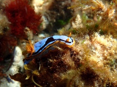 Chromodoris westraliensis