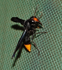 Synagris analis