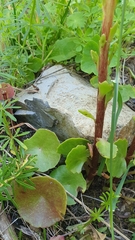 Umbilicus horizontalis