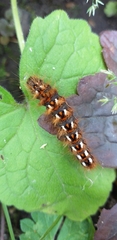 Acronicta rumicis