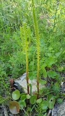 Umbilicus horizontalis