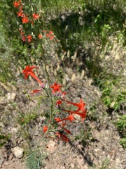 Ipomopsis aggregata collina