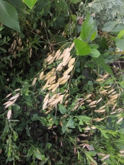 Bromus squarrosus