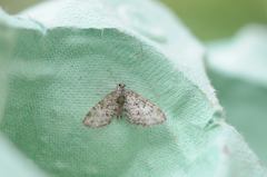 Eupithecia dodoneata
