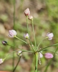 Allium tenuissimum