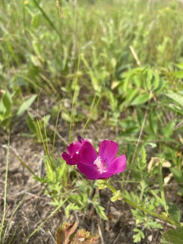 Image of Callirhoe triangulata by (c) Brandon Corder, some rights reserved (CC BY)