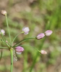 Allium tenuissimum