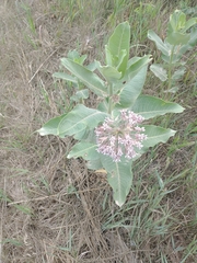 Asclepias speciosa × syriaca