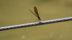 Calopteryx splendens
