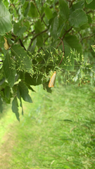 Eilema lurideola