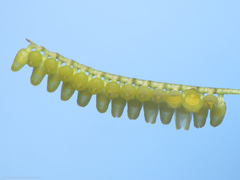 Lepanthopsis floripecten