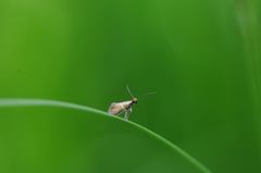 Micropterix aruncella