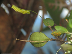 Lepanthopsis floripecten