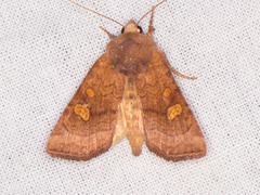 Amphipoea pacifica