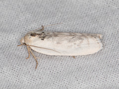 Antaeotricha manzanitae