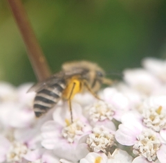 Colletes