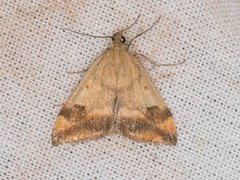 Pyrausta semirubralis