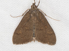 Diastictis caecalis