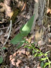 Megapenthes limbalis