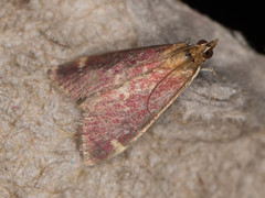 Pyrausta grotei