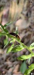 Megapenthes limbalis
