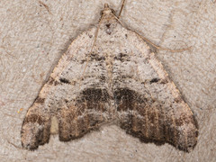 Macaria quadrilinearia