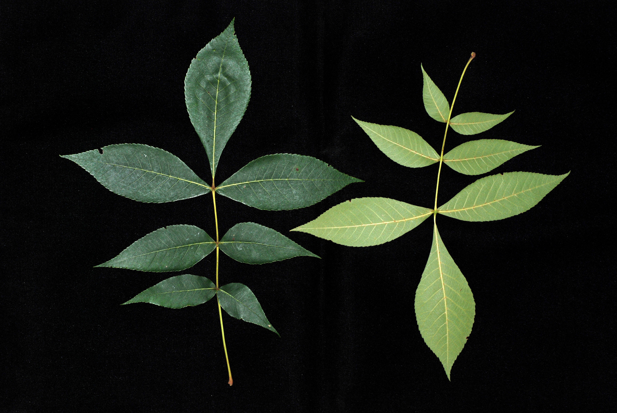 Carya texana