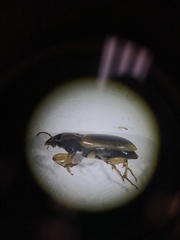 Anisodactylus discoideus