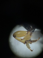 Anisodactylus discoideus