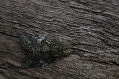 Peridea anceps