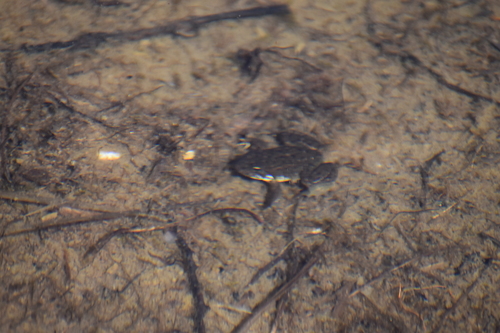 iNaturalist observation photo of Sierra Nevada Yellow-legged Frog