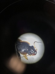 Anisodactylus discoideus