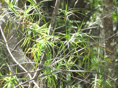 Dracophyllum sinclairii