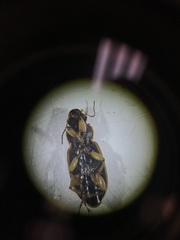 Anisodactylus discoideus