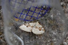 Xanthorhoe montanata